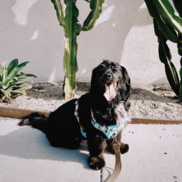 dog on sidewalk